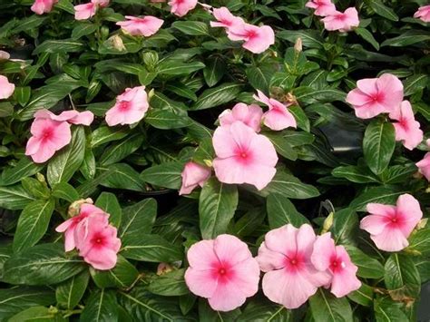 Cora Xdr Vinca Parks Brothers Farm Inc