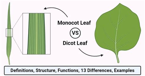 Monocot And Dicot Leaves Definitions Structure 13 Differences