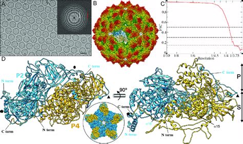 Three Dimensional Cryo Em Reconstruction Of Rnqv Virions At