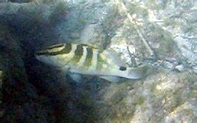 Nassau Grouper - Epinephelus striatus - Caribbean Fish Identification USVI