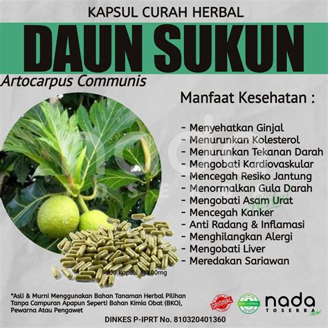 Kapsul Daun Sukun Kapsul Herbal Curah Herbal Ginjal Dan