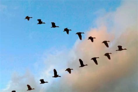 Cómo es la migración de las aves Dónde migran las aves