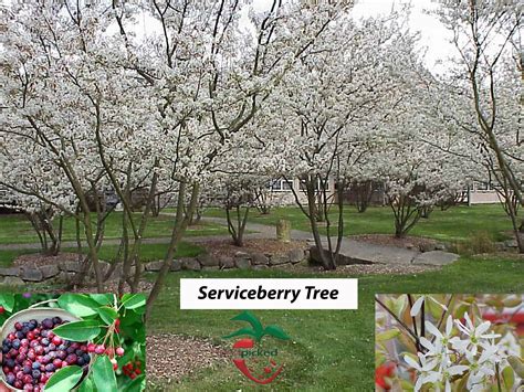 Serviceberry tree 3 feet in size. Shipped Bare root. – Hand Picked Nursery