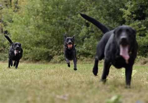 Labrador Retriever Hunde Ein Rudel Kostenloses Foto Auf Pixabay Pixabay