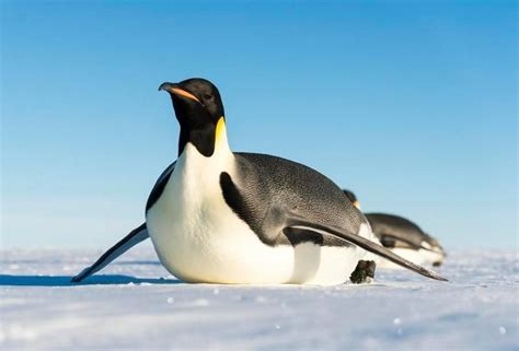 #5 Emperor Penguin | Penguin pictures, Emperor penguin, Penguin species