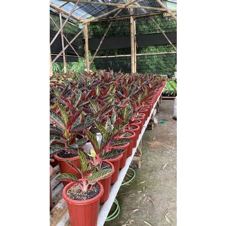 Jual Aglaonema Red Sumatra Pride Of Sumatera Pos Garansi Original