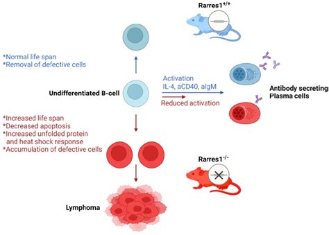 Proposed Model Of Follicular Lymphomagenesis And B Cell Differentiation