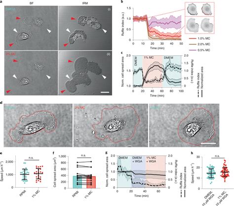 Membrane Ruffling Is Critical For The Cellular Responses To Viscosity