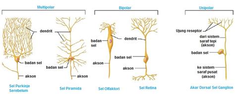 Sistem Saraf Manusia Sel Saraf Manusia