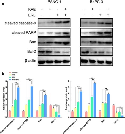 Effects Of Kae Combined With Erl On Apoptosis Related Protein