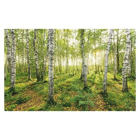 Komar Stefan Hefele Edition Fototapete Birch Trees Tlg B X H