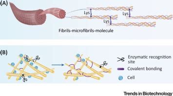 Novel Biomedical Applications Of Crosslinked Collagen Trends In