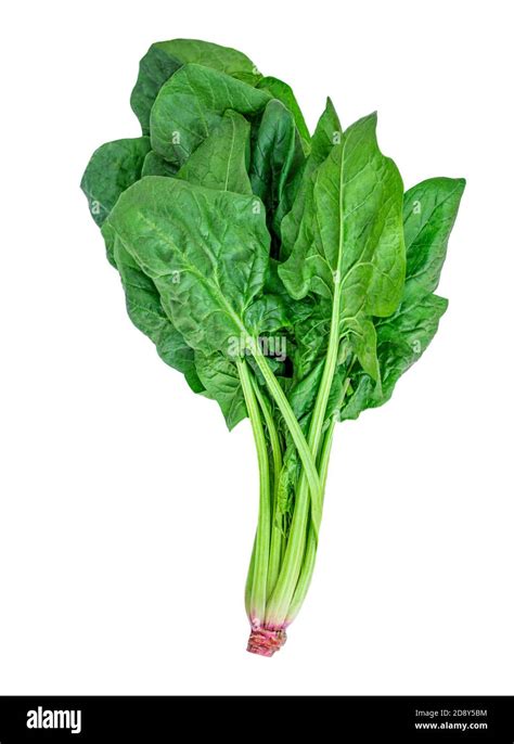 Spinach Leaves Isolated On White Background Fresh Green Spinach Bunch