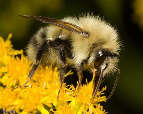 Bumble Bees Pollinators Extraordinaire