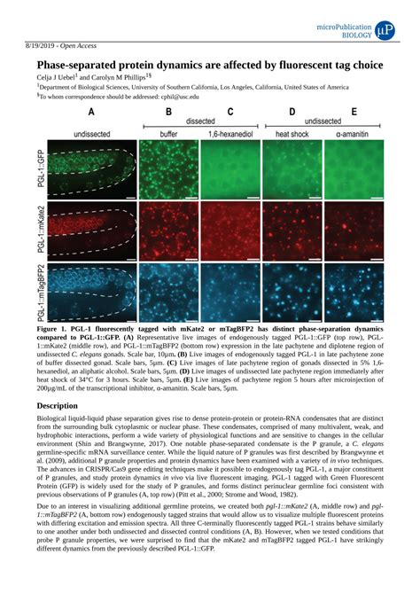 Pdf Phase Separated Protein Dynamics Are Affected By Fluorescent Tag