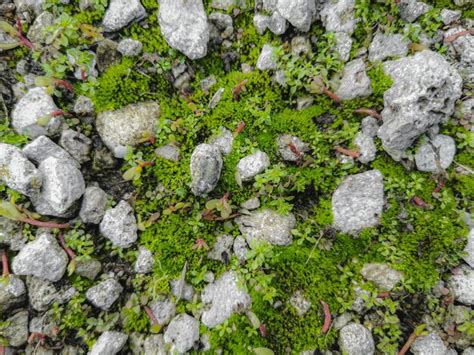 Premium Photo Stones Among Green Moss With Growths