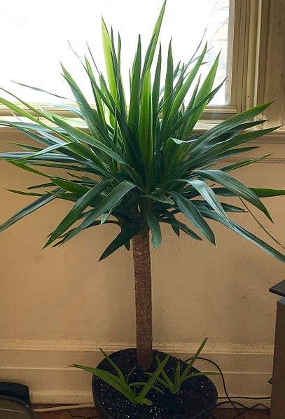 10 Plants That Look Like Palm Trees But Are Not