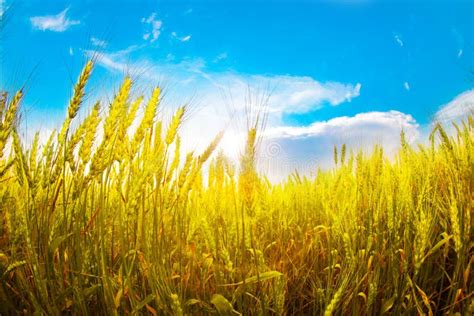 Ukrainian Flag Picturesque View Of Yellow Wheat Field Under Blue Sky