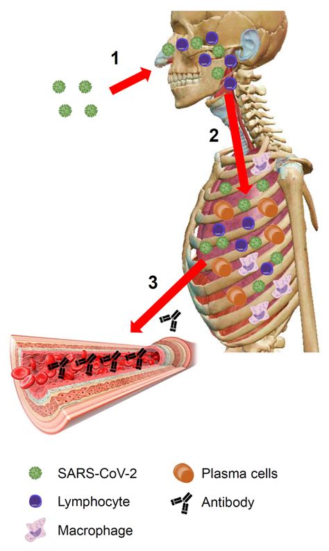 JCM Free Full Text Does SARS CoV 2 Trigger Stress Induced