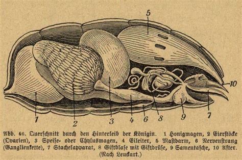 Körperbau der Biene Bienenschade