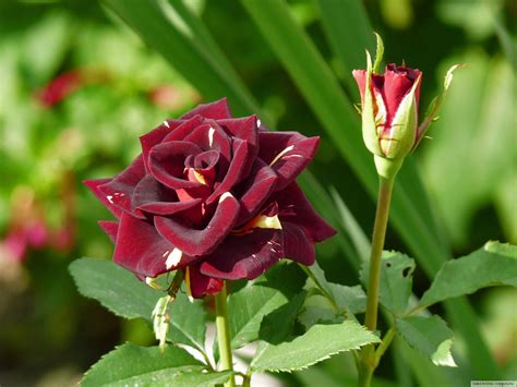 Роза сивил (71 фото)