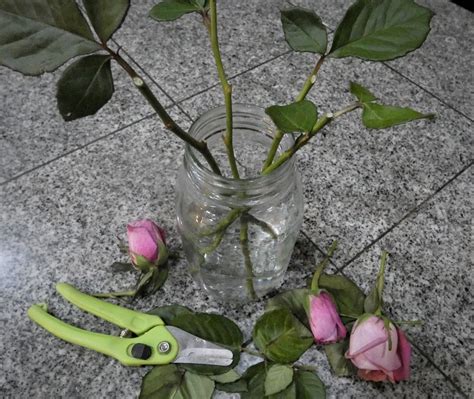 3 Simple Steps To Grow Roses From Cut Flowers The Girl With A Shovel