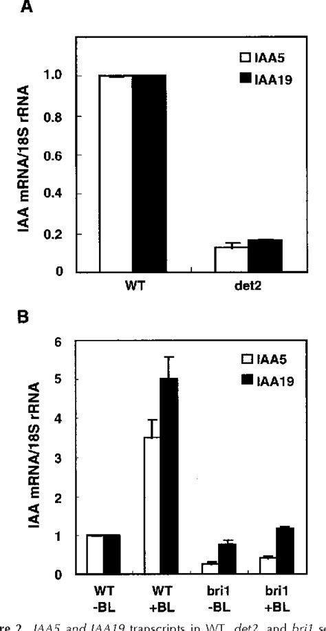 Figure 2 From Brassinolide Induces Iaa5 Iaa19 And Dr5 A Synthetic