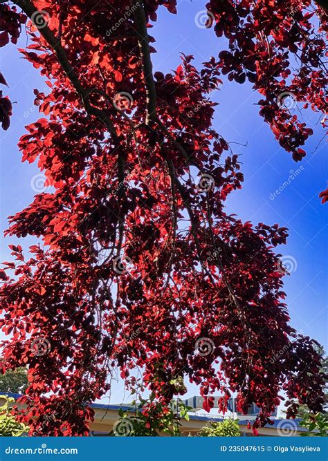 Cherry Plum Tree with Red Leaves Stock Image - Image of multi, sunlight