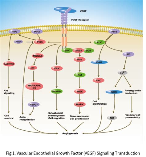 Vascular Endothelial Growth Factor Vegf Signaling Transduction