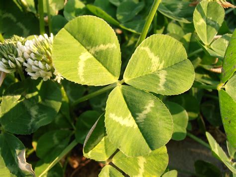 TRÉBOL BLANCO: Trifolium repens | Plantas rioMoros