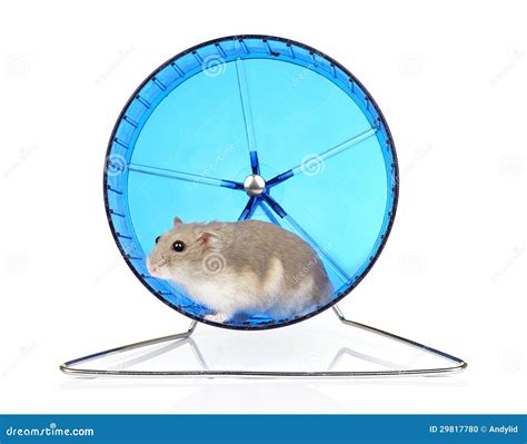 Hamster Exercise Wheel Stock Photo Image Of Portrait 29817780