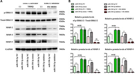 Mirna P Inhibits The Migration Invasion And Proliferation Of