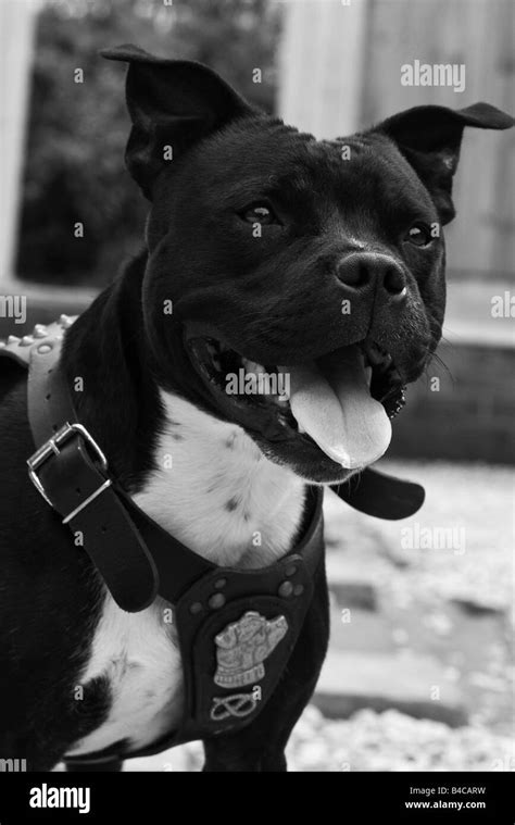 Staffordshire Bull Terrier Dog Staff Staffy Stock Photo Alamy