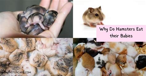 Why Do Hamsters Eat Their Babies And How To Prevent It