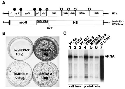 Replication Of Subgenomic Replicons In Huh Cells A Physical Map Of