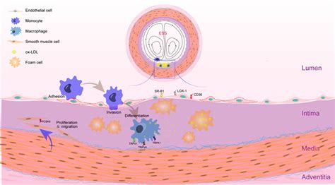 Frontiers The Cell Origins Of Foam Cell And Lipid Metabolism