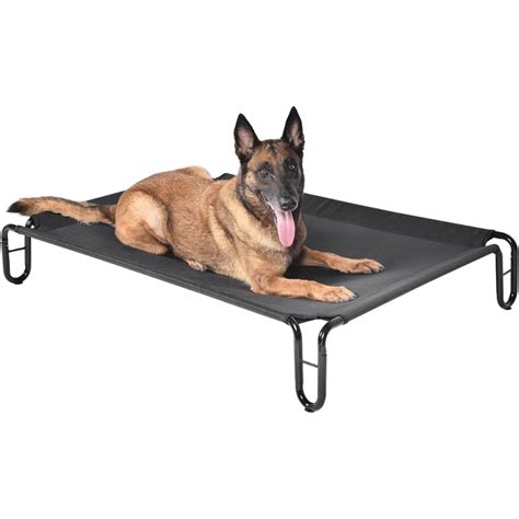 Elevated Dog Bed Buying Guide: All You Need to Know