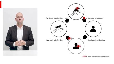 Dengue Phases & Guidelines