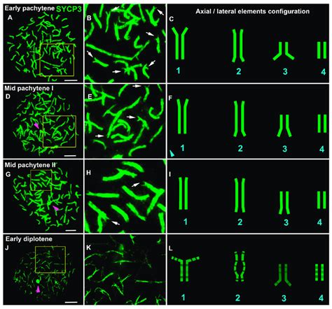 Chromosome Synapsis At Pachytene And Diplotene In The Lamprey Sycp