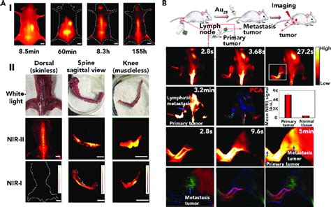 Nir Ii Imaging For Potential Fl Guided Surgery A I Whole Body