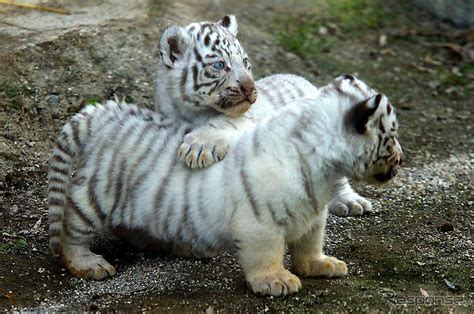 【ゴールデンウィーク】東武動物公園のホワイタタイガー赤ちゃん写真蔵 1枚目の写真・画像 レスポンス（responsejp）