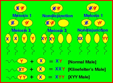 Lab Manual Exercise 2a Meiosis