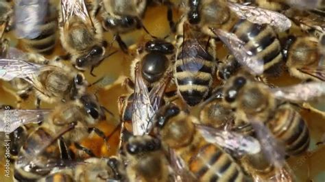 Queen bee lays eggs in the honeycomb Stock Video | Adobe Stock