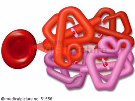 Red Blood Cell With Hemoglobin Molecule Doccheck