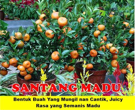 Bibit Jeruk Santang Madu Berbuah Jualbenihmurah