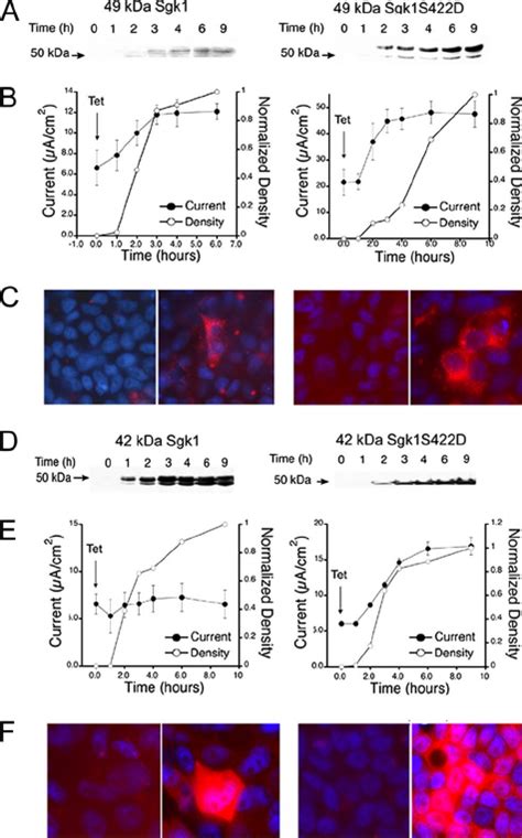 Functional Effects Of 49 And 42 KDa Sgk1 Isoforms On ENaC Current