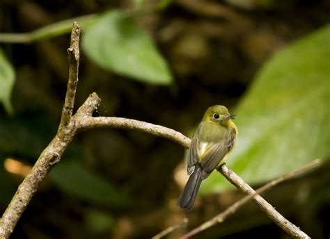 Foto Assanhadinho Myiobius Barbatus Por Fernando Cipriani Wiki Aves