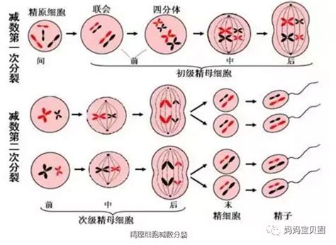 我和老公染色体正常，为什么胎儿染色体就异常了呢？凤凰网健康凤凰网