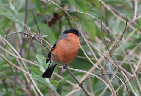 Friday 16th June 2023 Cornwall Birds CBWPS