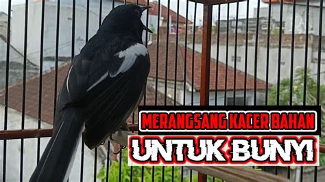 Terapi Pancingan Kacer Ngeplong Merangsang Kacer Bahan Untuk Bunyi